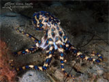 Blue-ringed Octopus with Eggs, Blairgowrie Pier