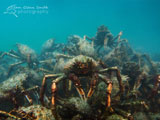 Giant Spider Crabs, Blairgowrie Pier