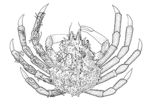 Giant Spider Crab, Leptomithrax gaimardii