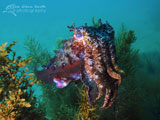 Giant Australian Cuttlefish, Rye Pier