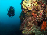 Cape Woolamai Reef Dive