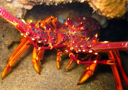 Crayfish Dive