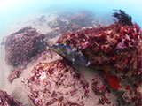 Eastern View Reef Dive