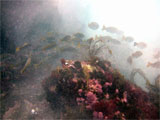 Glaneuse Reef Dive
