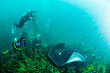 Hopkins Reef Dive