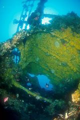 SS Coogee Shipwreck