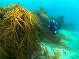 Marengo Reefs Dive