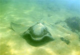 Point Cooke Eagle Ray