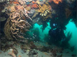 Point Franklin Reef