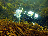 Point Lonsdale Kelp Forest