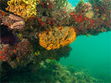 Bryozoans at Tea House Reef