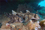 Port Jackson Sharks at Twin Bommies
