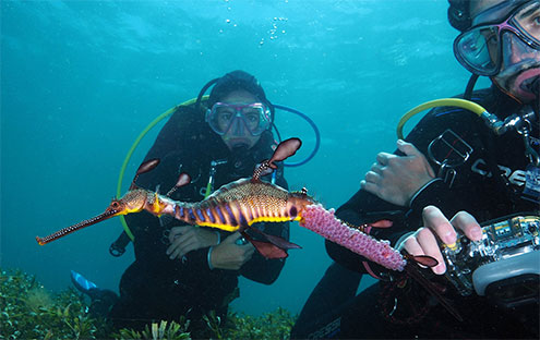 Diving with Weedy Seadragons at Flinders Pier