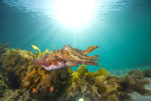 Cuttlefish Over Reef | © David Haintz