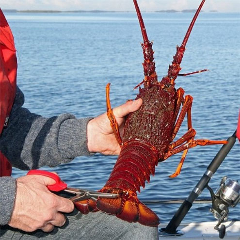 Marking rock lobster