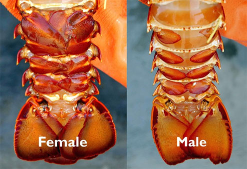 Identifying male and female rock lobster
