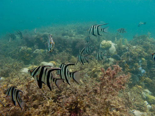 Marine life abounds on Rosebud Reef