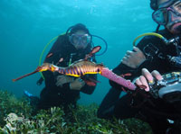 Weedy Seadragons at Flinders Pier on a Guided Dive