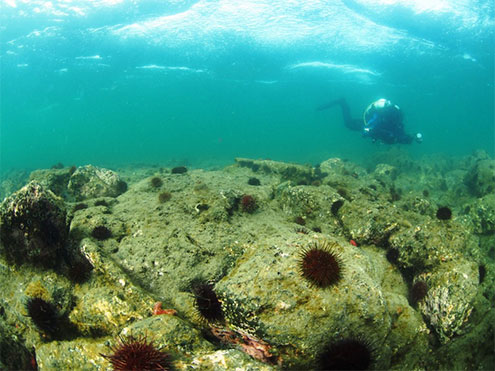 Sea Urchin Barren in Port Phillip