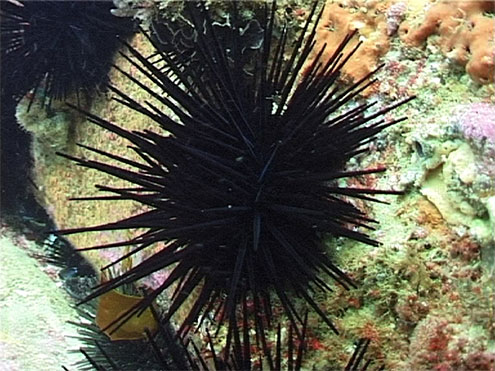 Black Sea Urchin (Centrostephanus rodgersii)