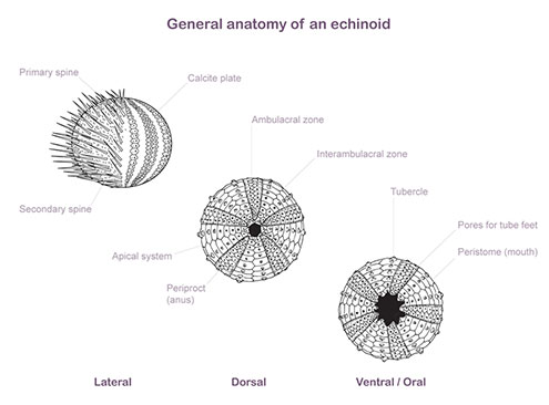 General anatomy of an echinoid