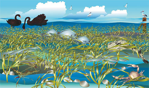 Seagrass Meadows and Mudflats