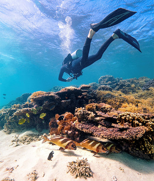 Sydney and NSW Dive Sites