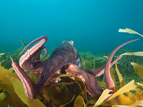 A Huge Maori Octopus Out In The Open