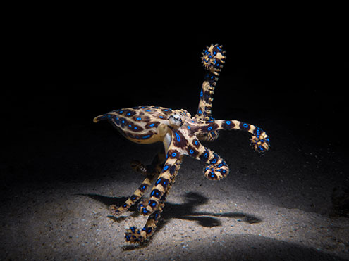 Guided Scuba Dives With Blue-Ringed Octopus