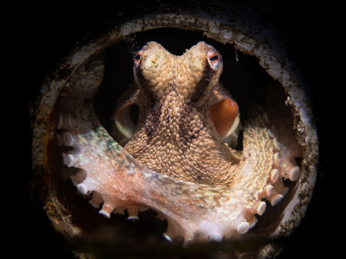 A Southern Keeled Octopus Keeps Vigil From The Front Of Its PVC Pipe Home