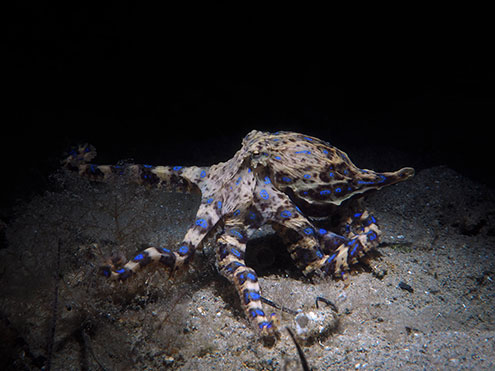 A Southern Blue-Ringed Octopus Flares Its Stunning Rings At Blairgowrie Pier