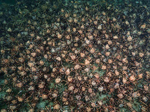 An amazing aggregation of Giant Spider Crabs in full swing