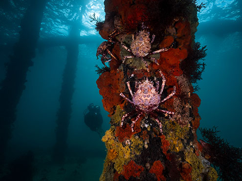 Guided Scuba Dives With Giant Spider Crabs