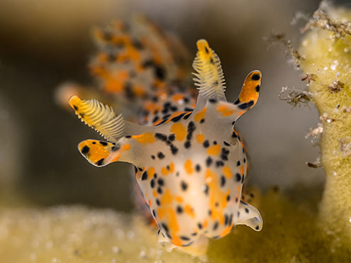 A Winged Thecacera Nudibrach presenting itself in magnificent detail