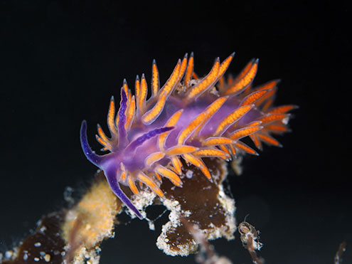 A striking and photogenic Flabellina Nudibrach