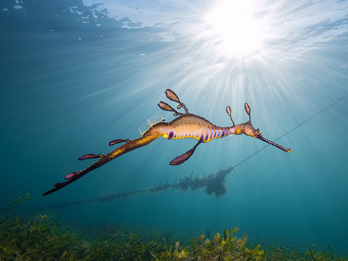 Go Diving With The Scuba Doctor To See Weedy Seadragons At Flinders Pier