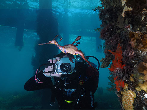 Scuba dive and take take photos of Weedy Seadragons at Flinders Pier