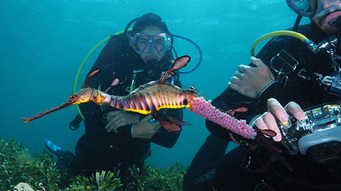 Guided Scuba Dives With Weedy Seadragons