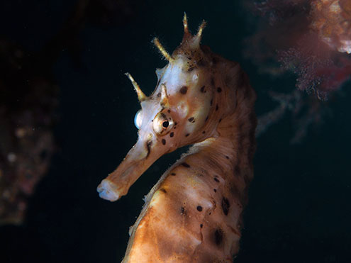 Scuba Dive With Seahorses At Rye Pier