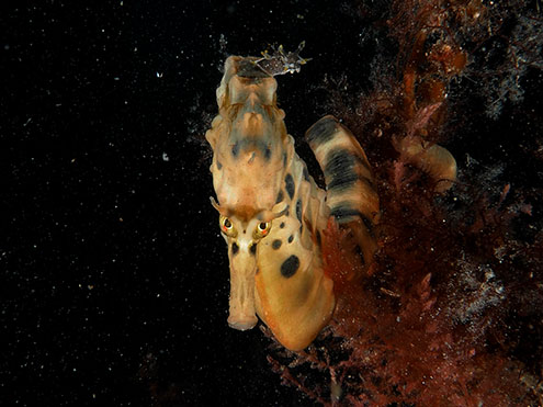 Go Diving With The Scuba Doctor To See Seahorses At Rye Pier