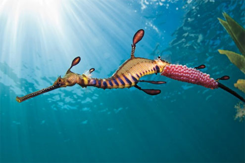 Snorkelling with Weedy Seadragons
