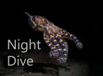 Discover Local Diving - Night Dive