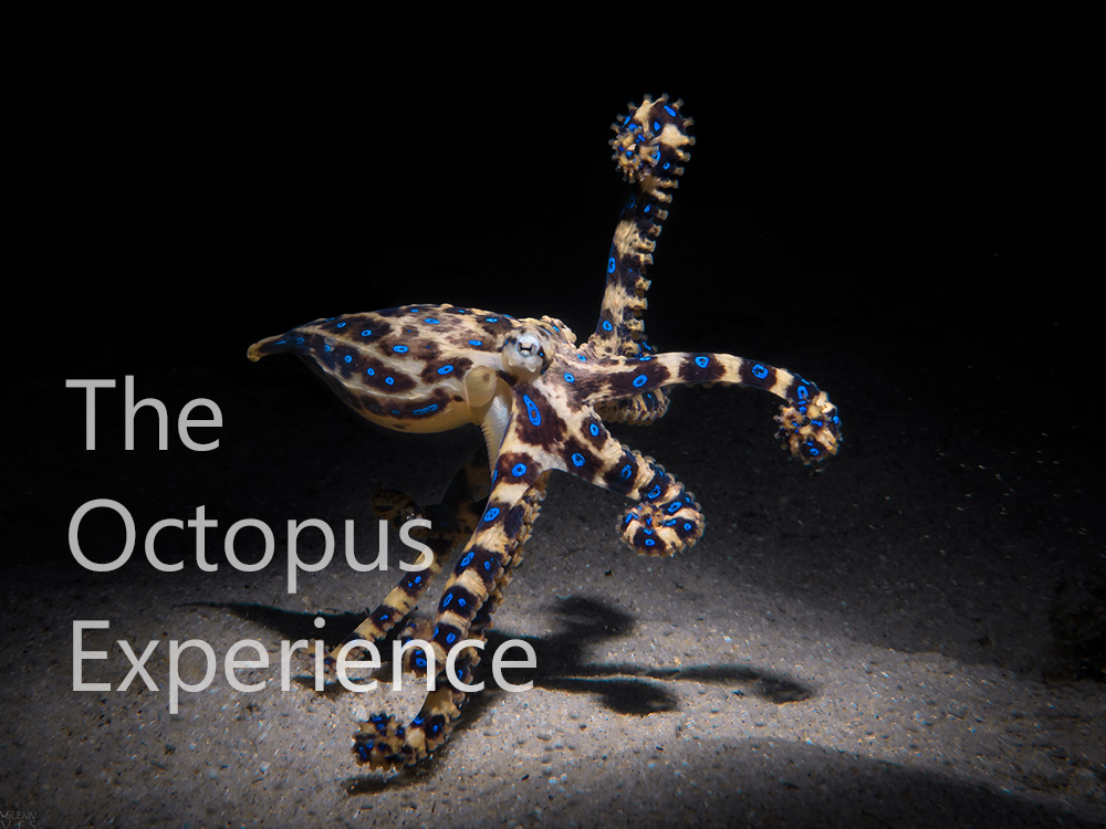The Octopus Experience
