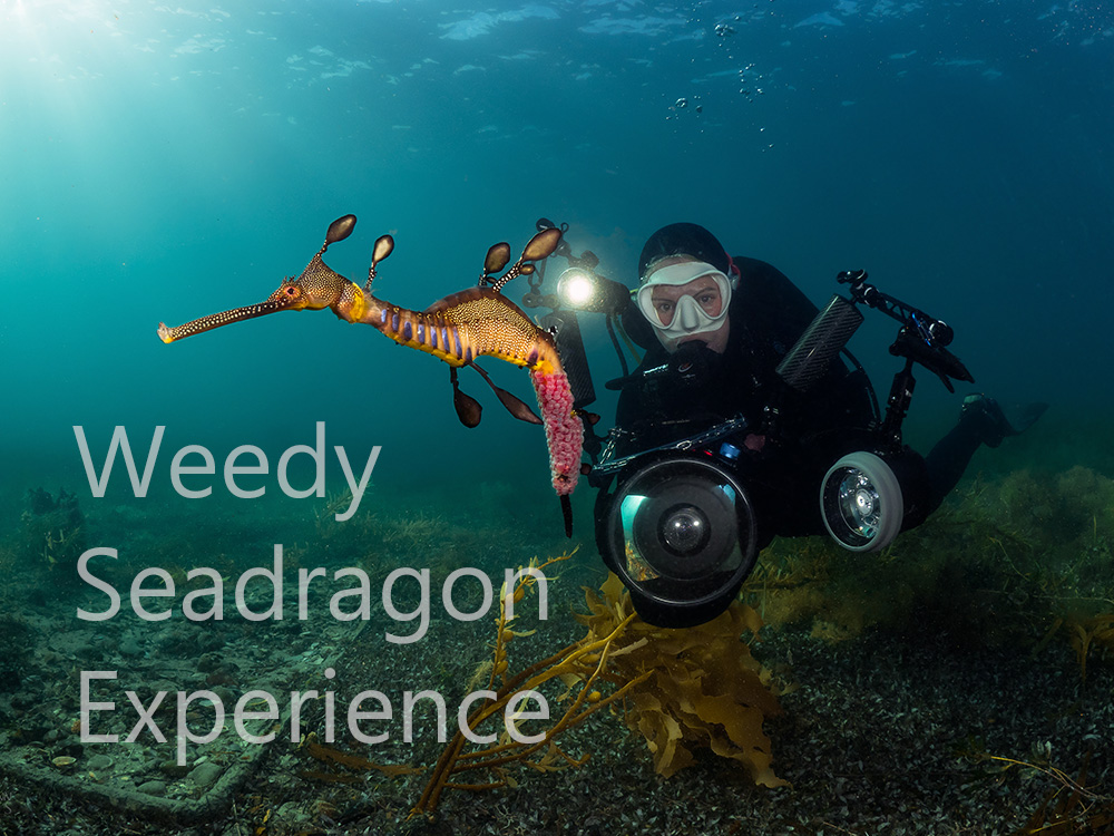 Weedy Seadragon Experience