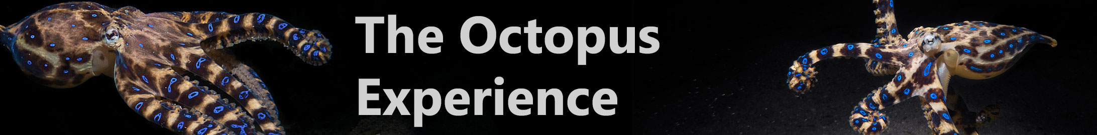 Guided Octopus Experiencebanner