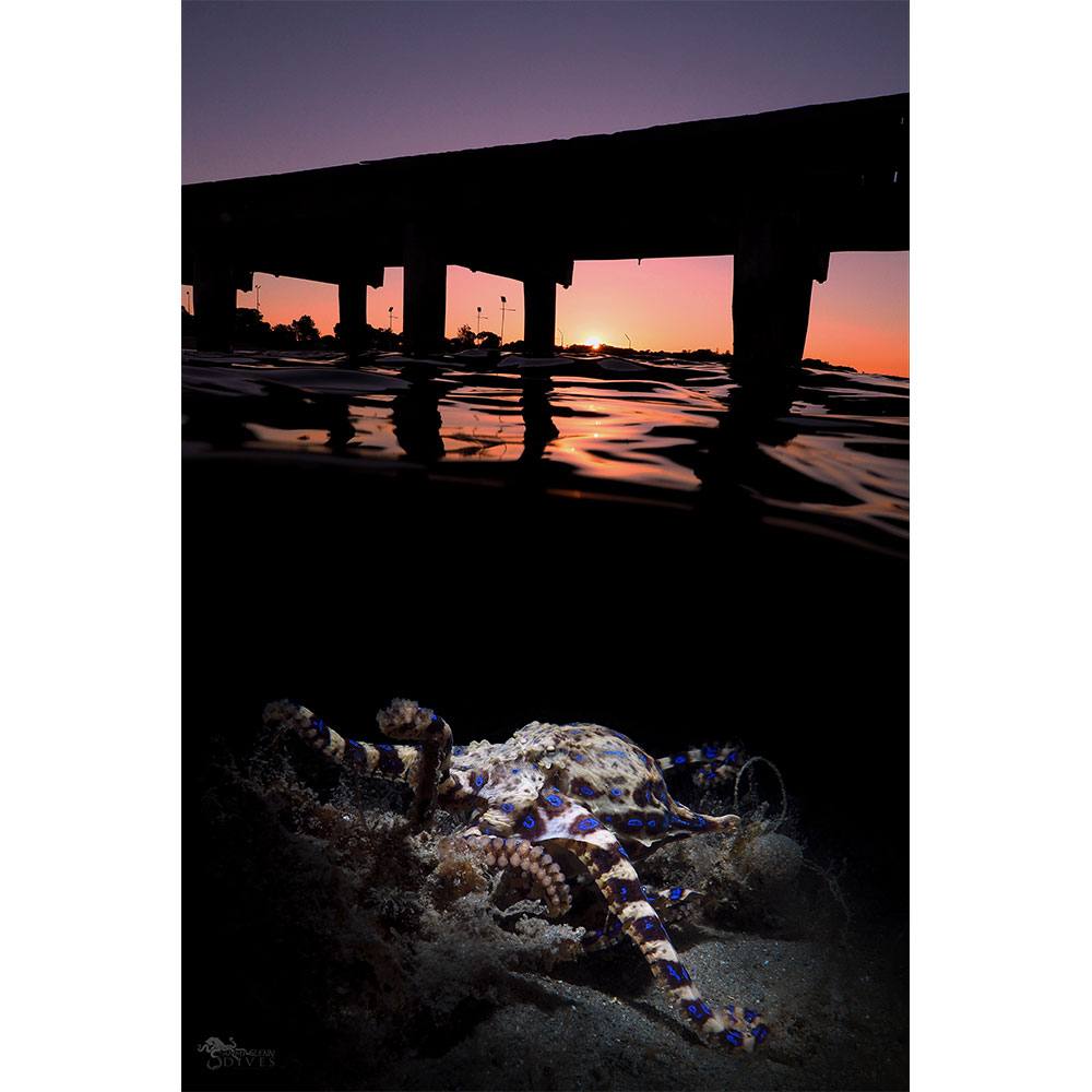 Fathoms: Split Shot Blue Ringed Octopus at Sunset