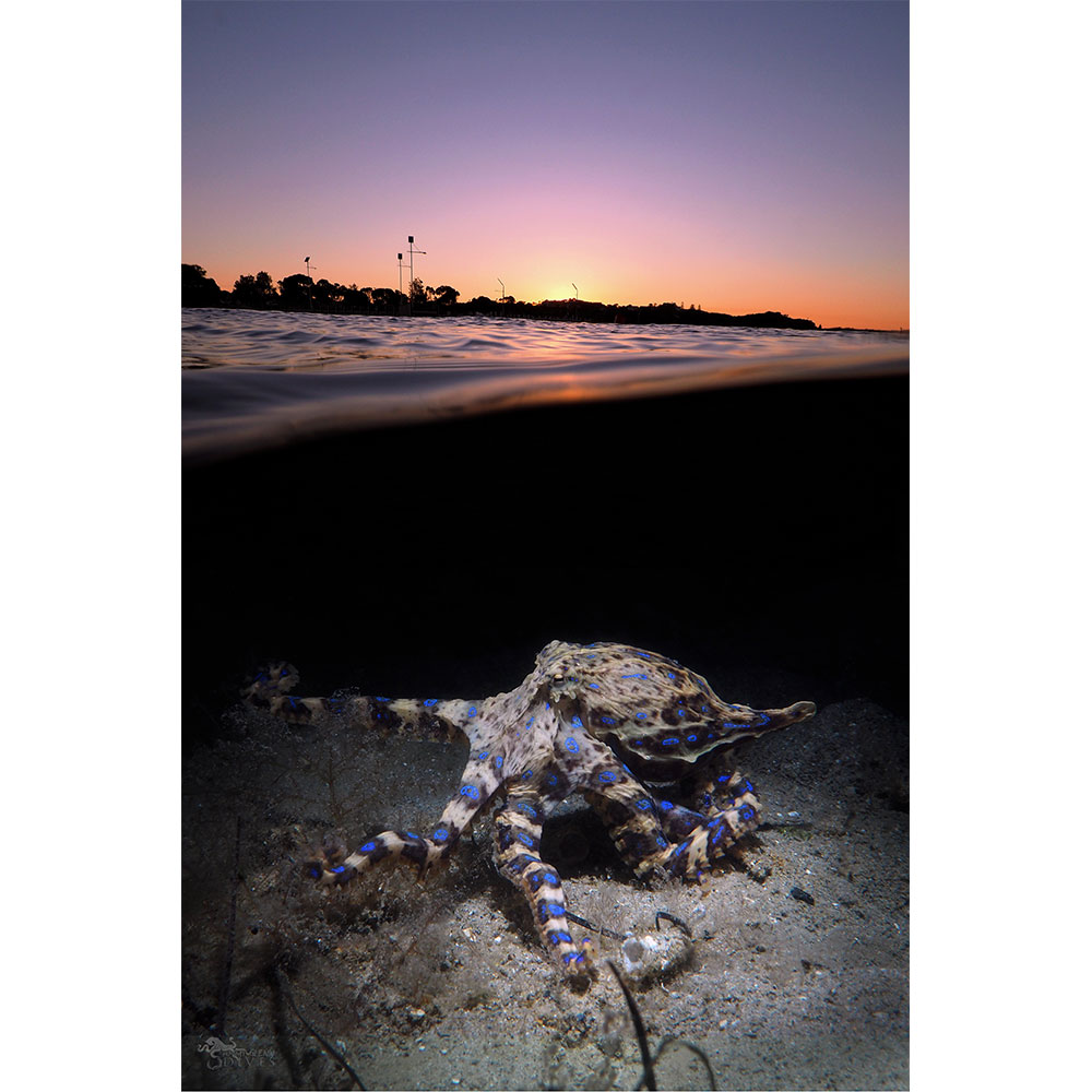 Southern Skies: Split Shot Blue Ringed Octopus at Sunset