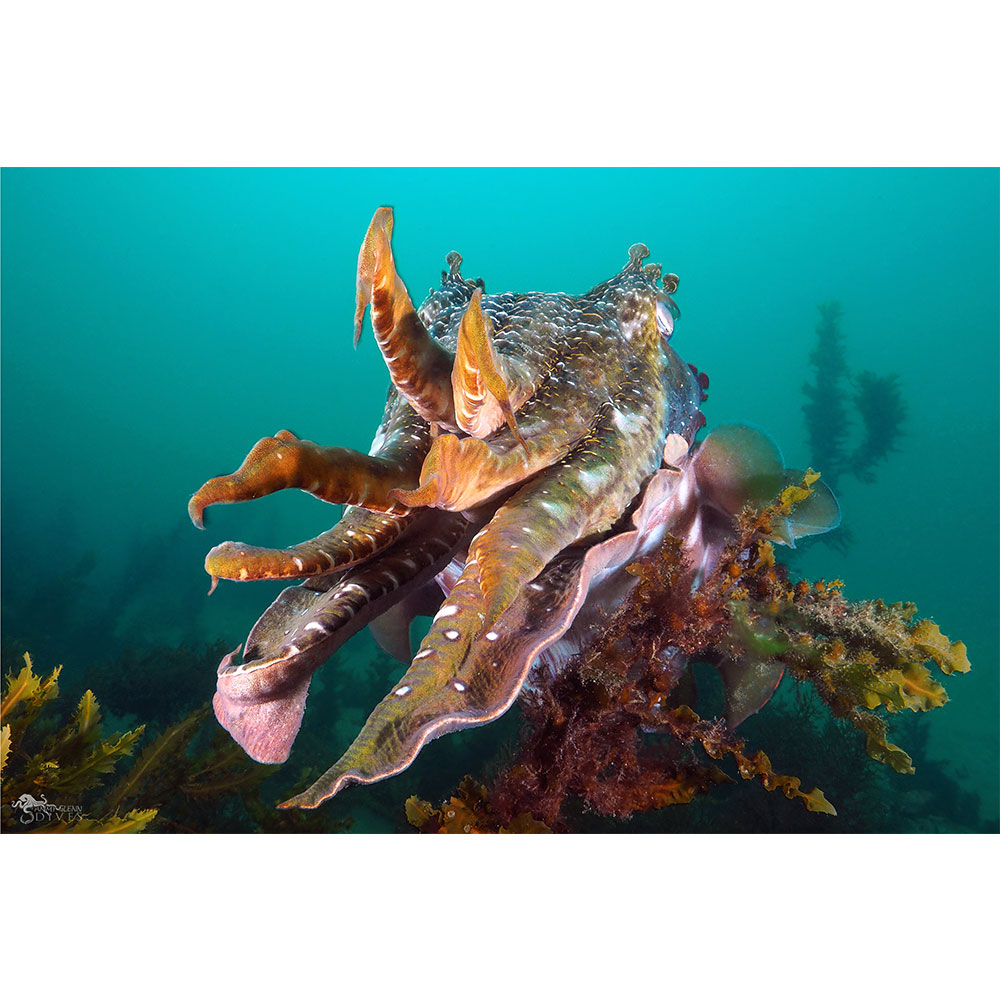 Area 51: Giant Australian Cuttlefish