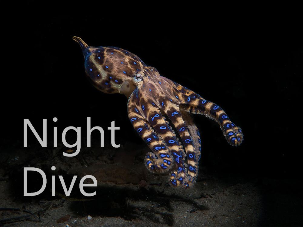 Discover Local Diving - Night Dive