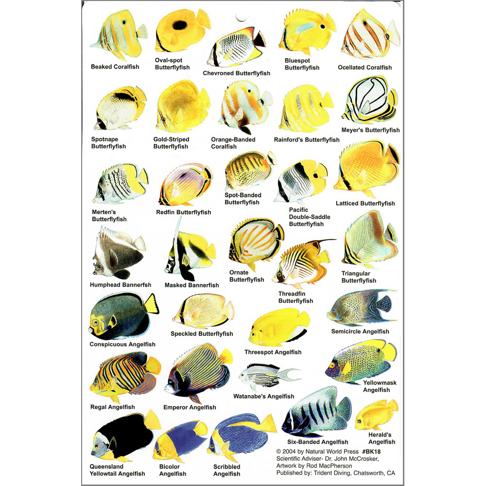 ID Slate - Guide to Reef Fish of Australia